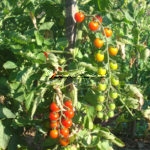 tomates cerises