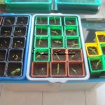 Semis de tomates