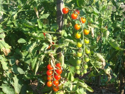 tomates cerises